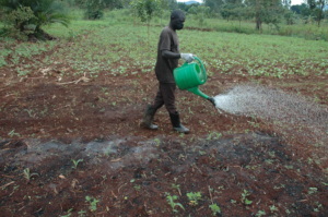 Garden caretaker spraying urine in specific plots