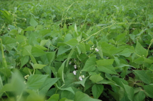 Beans at flowering stage