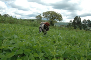 Farmer weeding her garden for beans