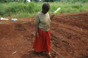 Farmer planting maize in the demonstration garden
