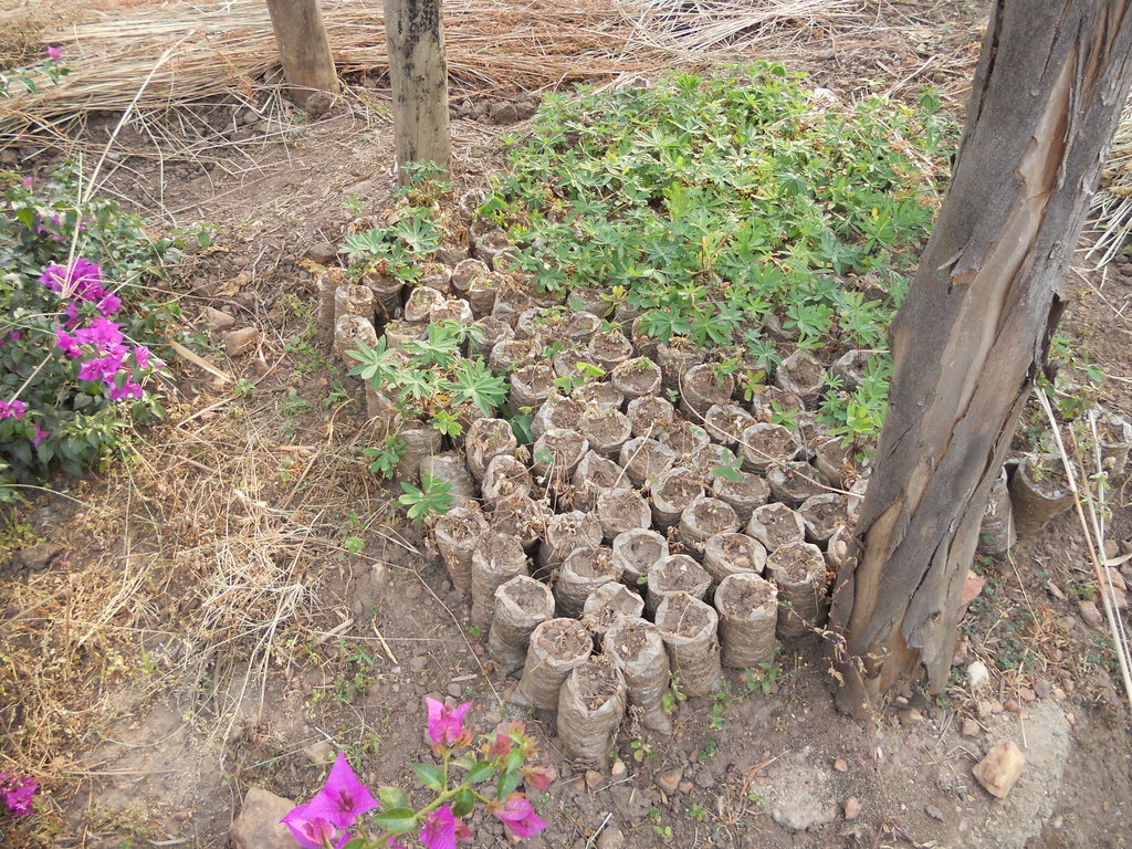 Sustainable Irrigation for Rwandan Orphanage