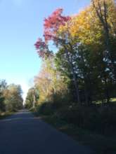 The beginnings of fall color