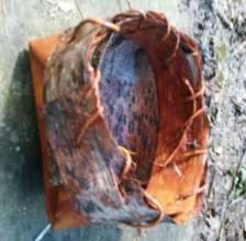 Make Birch Bark baskets that hold water