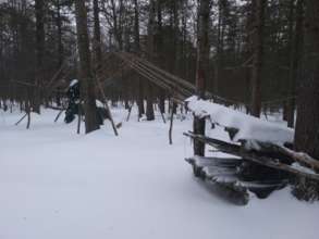 Camp Forest asleep