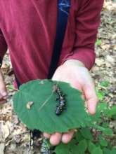 Salamander harbored by an Oak tree