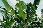 Agroforestry, Community Development & Biodiversity