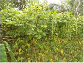 Vegetable garden of beneficiaries, Brohout village