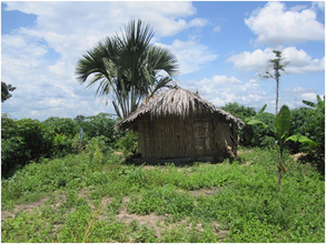 Sophat's land farm in Prey Kou village