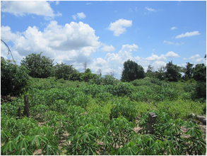 Sophat's cassava plantation in Prey Kou village