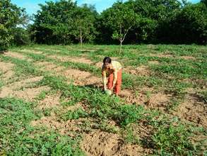 Watermelon farm in the village