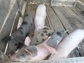 Pig raising activity