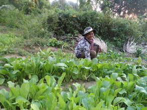 Vegetable growing activity