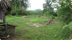 Srey Phoom's vegetable garden, ruined by floods.