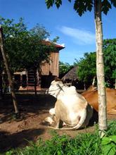 The house, plus a cow for bio-power!