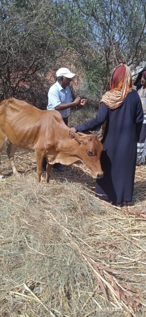 DISTRIBUTING COWS TO BENEFICIARIES2