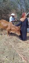 DISTRIBUTING COWS TO BENEFICIARIES2