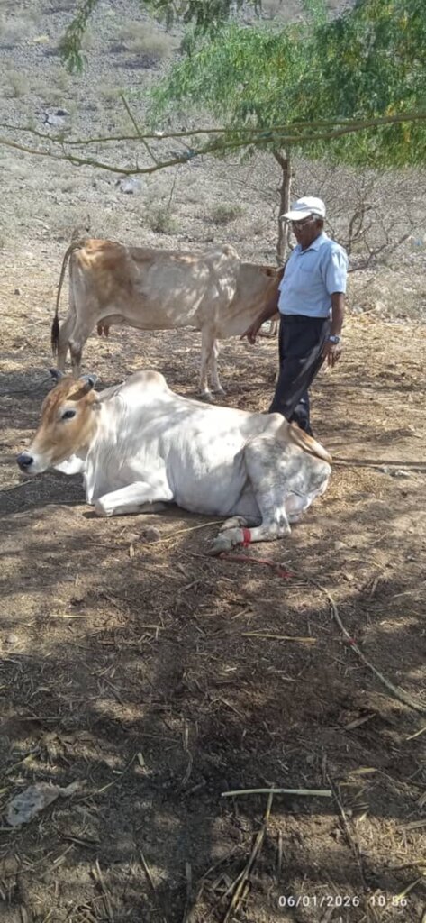 VACCINATING THE COWS