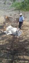 VACCINATING THE COWS