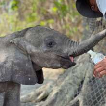 New rescue Joy taking milk