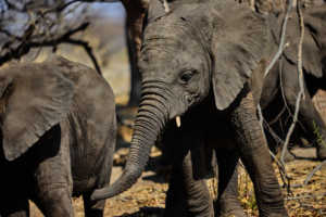Rescued Elephant - Credit to Francisco Galeazzi