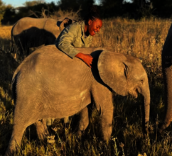 First female elephant handler, Kay