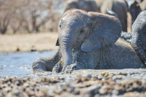 Elephant orphan enjoying playing at a water hole