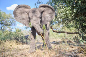 Free roaming time for an orphaned elephant