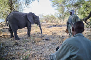 Orphaned elephant with handler