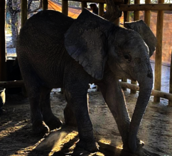 Sendiba safely recovering