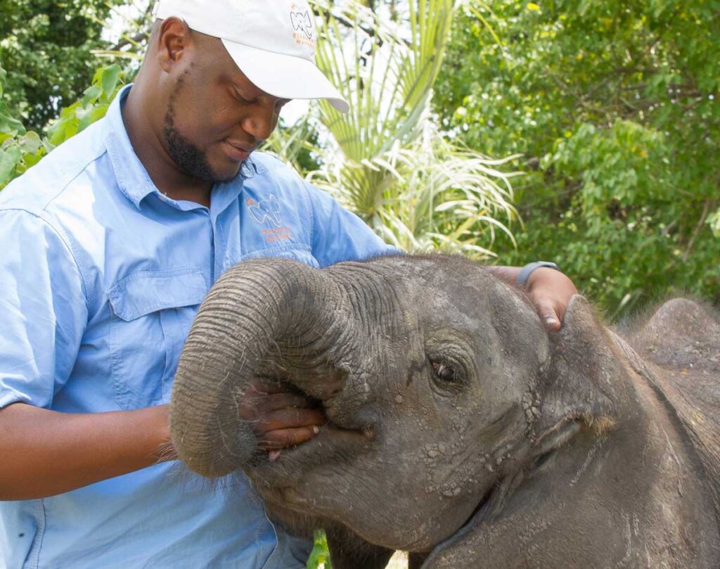 Rescue and Protect Orphaned Elephants in Botswana