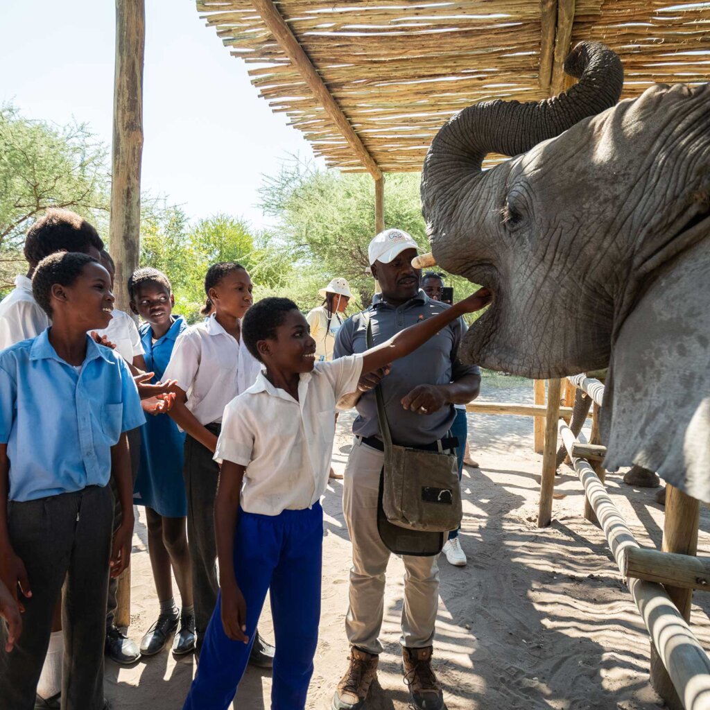 Rescue and Protect Orphaned Elephants in Botswana