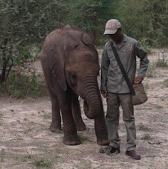 Rescue and Protect Orphaned Elephants in Botswana