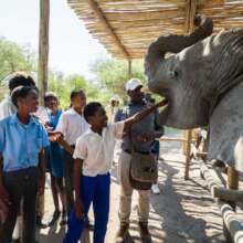 Educational elephant encounters
