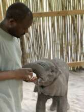 Bottle feeding a baby elephant orphan