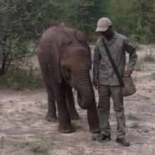 Elephant and Handler
