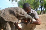 Rescue and Protect Orphaned Elephants in Botswana