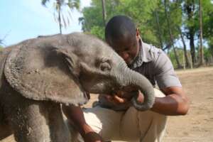 Rescue and Protect Orphaned Elephants in Botswana