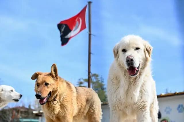 TPF Street Animals in Turkiye Fund