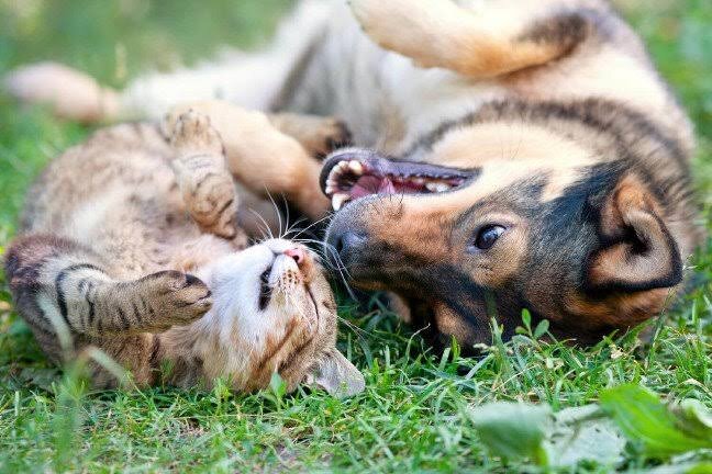 TPF Street Animals in Turkiye Fund