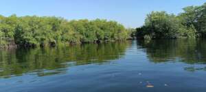 Mangrove tree line