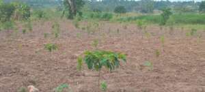 Some of the Trees Planted with the communities