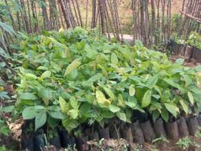 Trees Distributed to communities