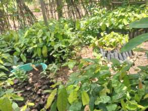 Some of the trees ready for planting