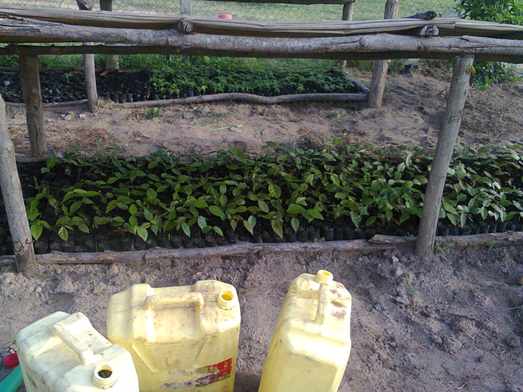 Plant 50,000 Trees In Eastern Uganda