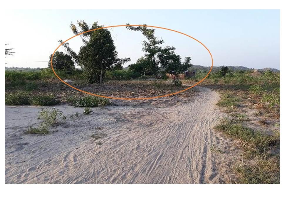 Plant 50,000 Trees In Eastern Uganda