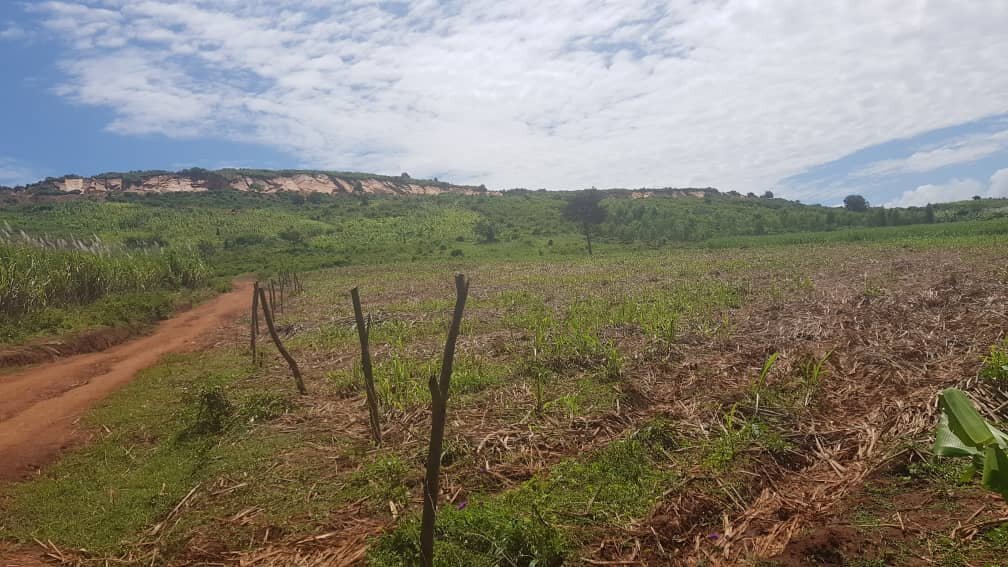 Plant 50,000 Trees In Eastern Uganda