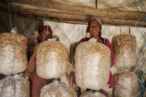 Mushroom farming