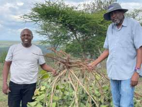 Uprooting Invasive Ipomea Plant on the Project