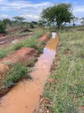 Rain water runoff harvested through swales