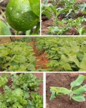 Farm Produce at SIEVE